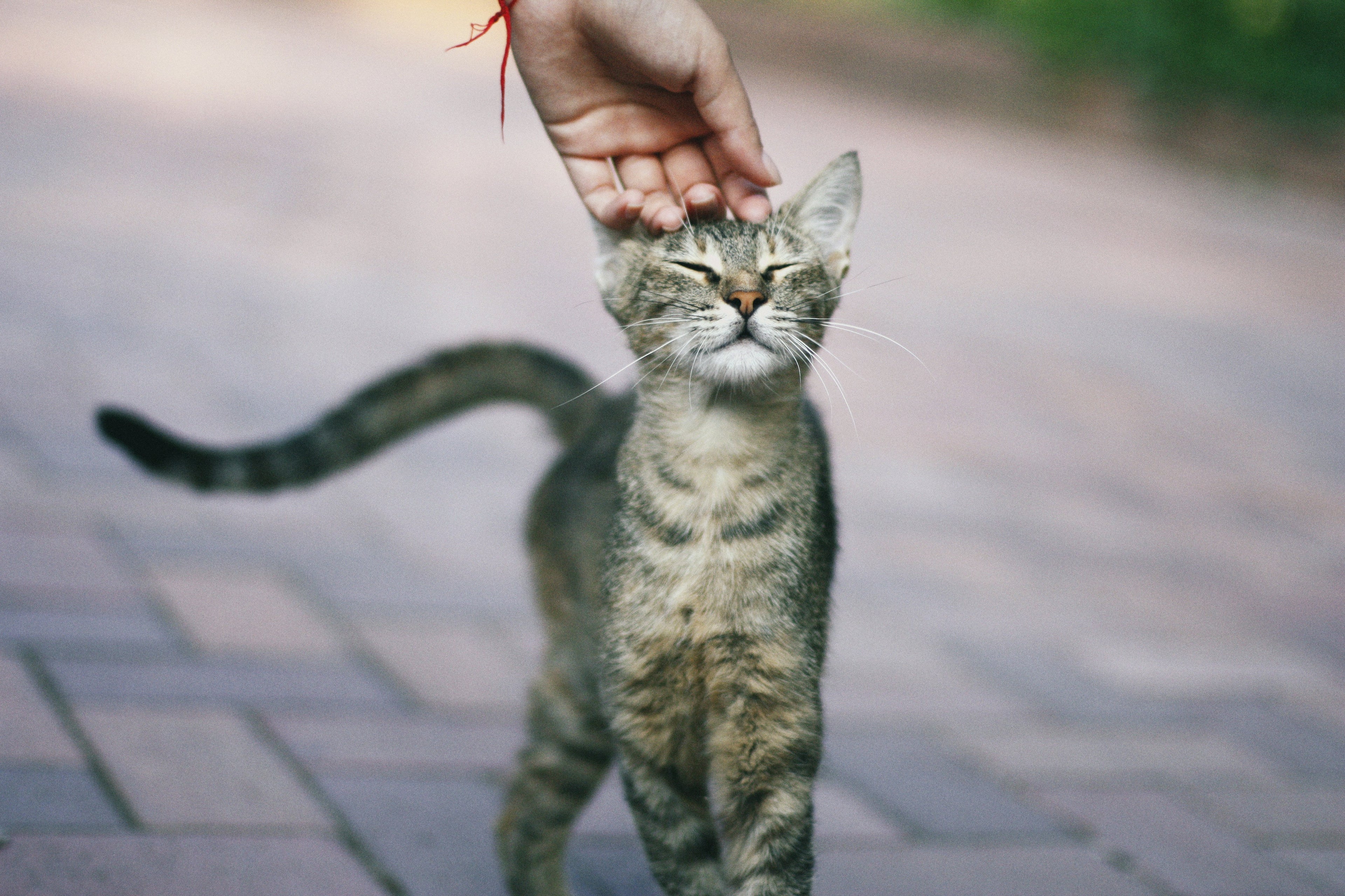 Nous sommes Marie et Noémie, des amies de longue date que la passion commune pour les animaux a réunies autour de ce projet. Notre objectif est simple : s'occuper de vos compagnons de vie exactement comme nous nous occupons des nôtres, c'est-à-dire avec soin et bienveillance !