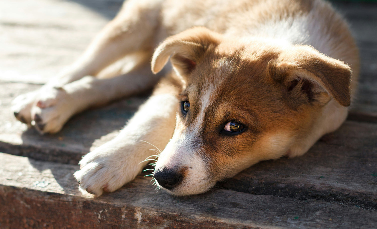 Des promenades variées et sécurisées pour vos chiens