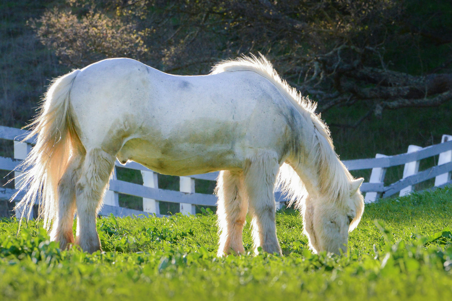 Entretenir la forme et favoriser l'épanouissement des chevaux