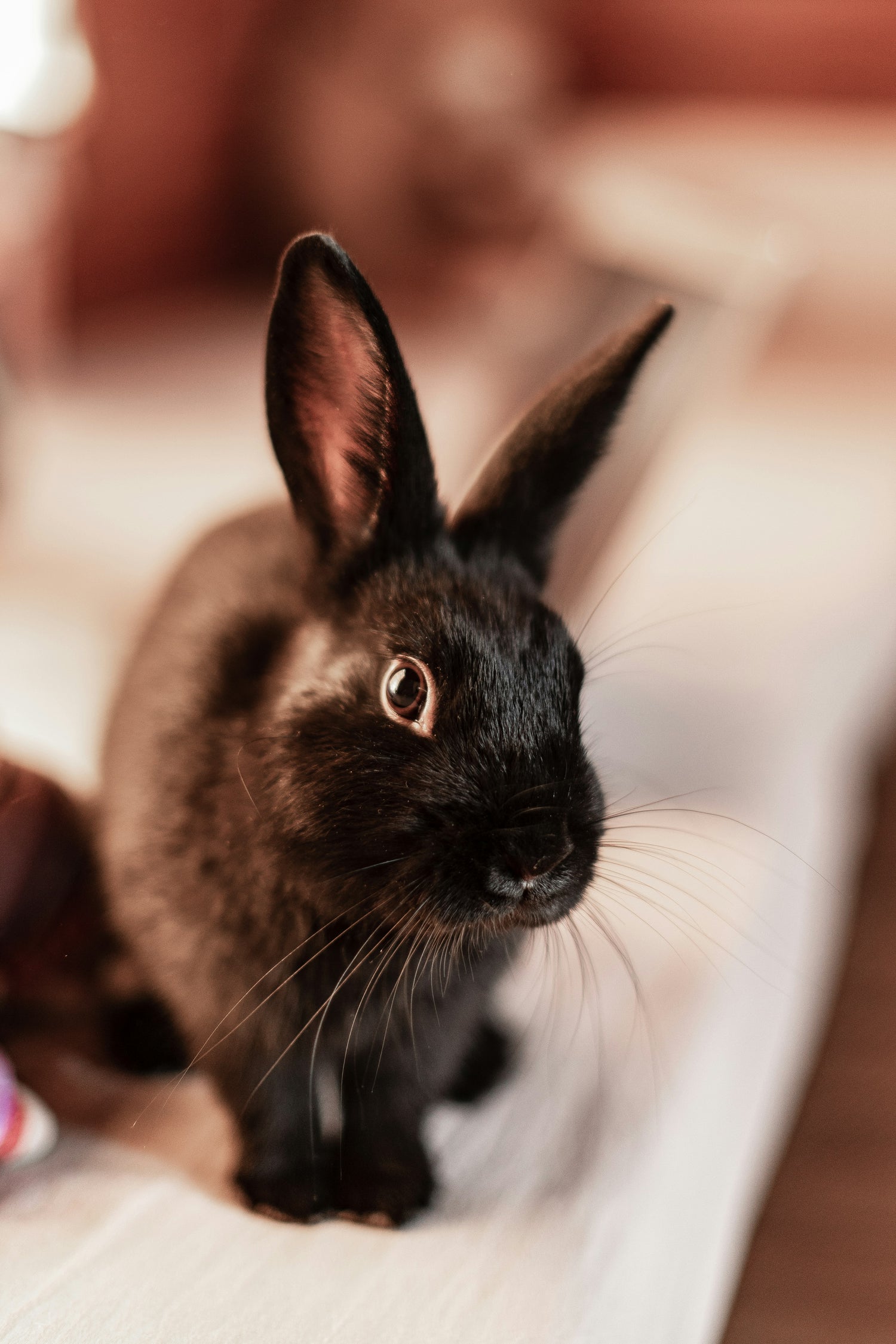Des soins adaptés à chaque espèce des nouveaux animaux de compagnie (NAC)