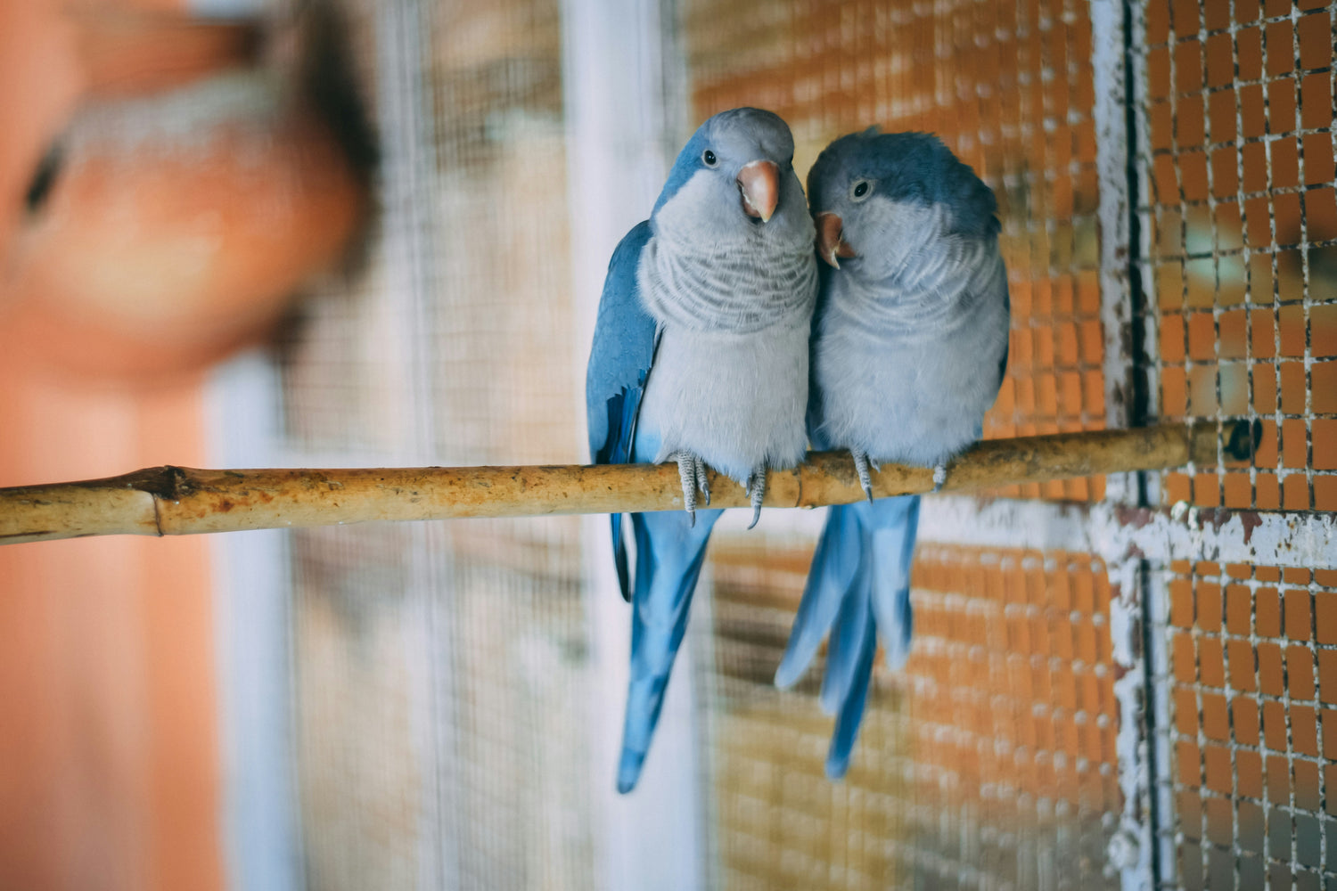 Des activités pour favoriser le bien-être des nouveaux animaux de compagnie (NAC)