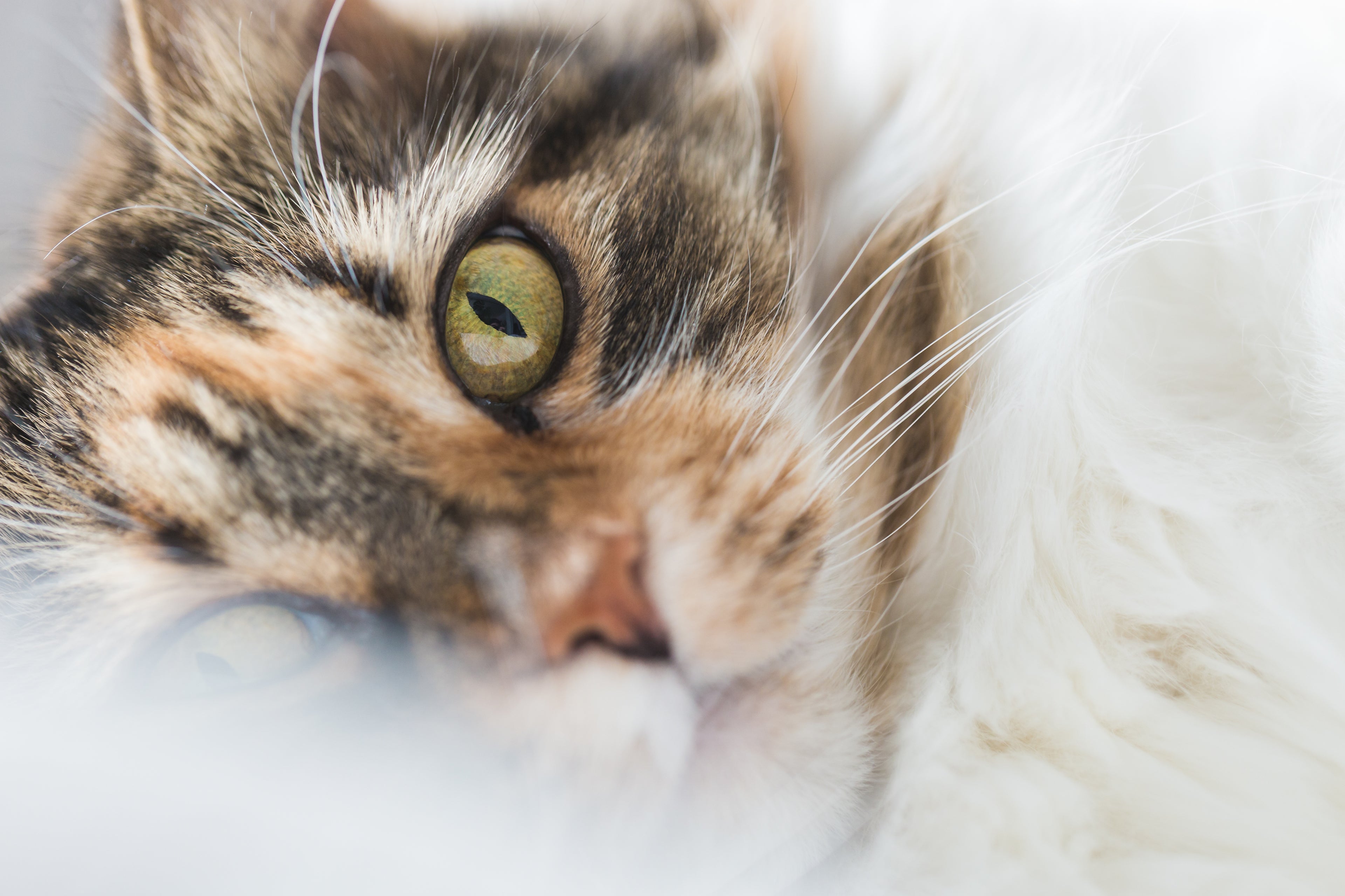 Chaque jour, plongez dans notre quotidien aux côtés de vos animaux ! On vous partage en stories notre passion et les coulisses de notre activité de petsitters !