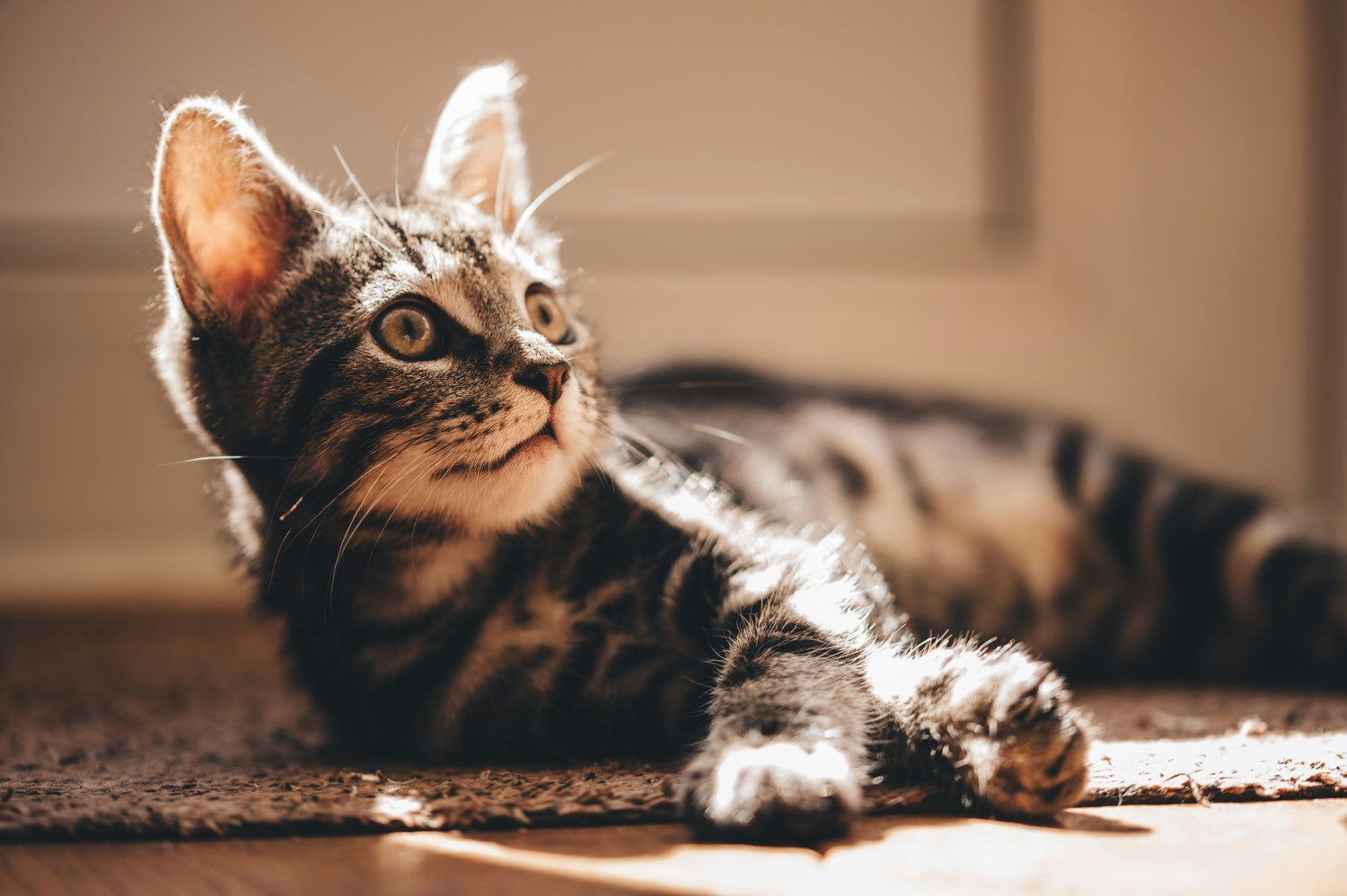 La garantie d’un environnement sain pour les chats